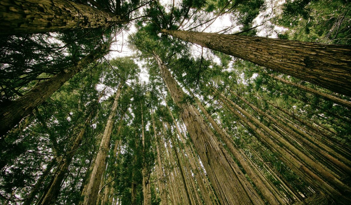 Le Groupe Duval s’engage à planter 100 000 arbres en France et au Togo.