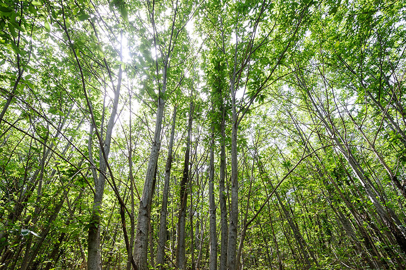 Plantation d’ 1 million d’arbres avec Bordeaux Métropole